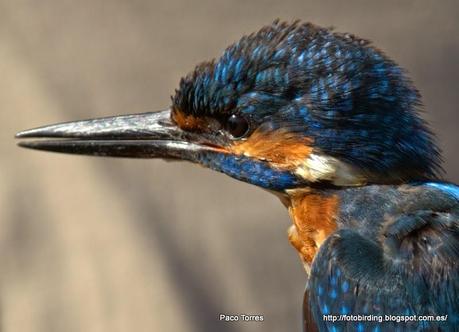 ALCATT: Alcedo atthis (♂) .