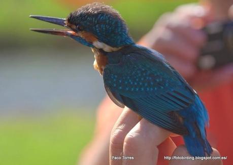 ALCATT: Alcedo atthis (♂) .
