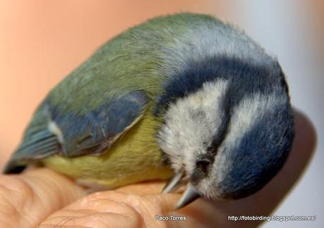 CYACAE: Cyanistes caeruleus.
