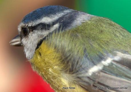 CYACAE: Cyanistes caeruleus.