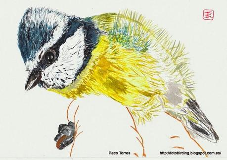 CYACAE: Cyanistes caeruleus.