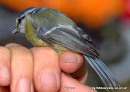 CYACAE: Cyanistes caeruleus.