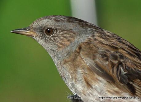 PRUMOD : Prunella modularis.