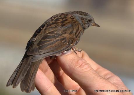 PRUMOD : Prunella modularis.