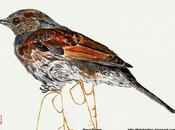 PRUMOD Prunella modularis.