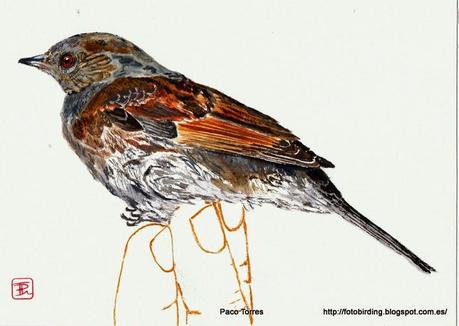 PRUMOD : Prunella modularis.