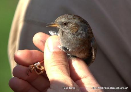 PRUMOD : Prunella modularis.