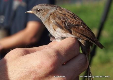 PRUMOD : Prunella modularis.