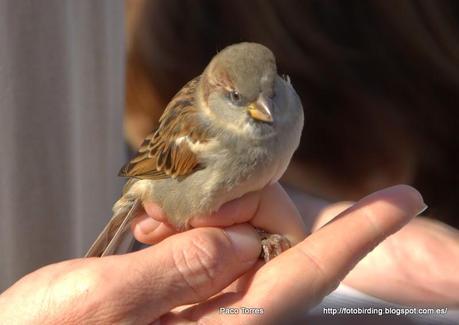 PASDOM: Passer domesticus. (♂)