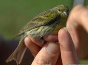 SERSER Serinus serinus.