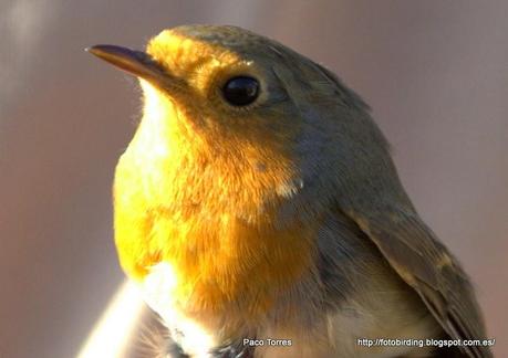 ERIRUB: Erithacus rubecula.