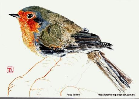 ERIRUB: Erithacus rubecula.