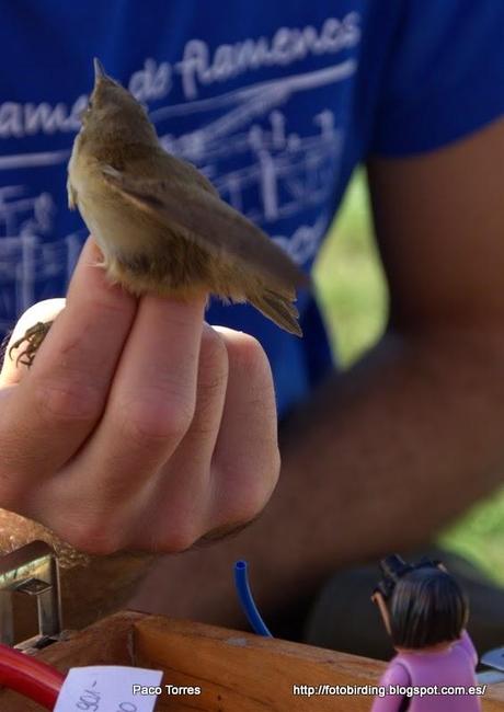 ACRSCI: Acrocephalus scirpaceus.