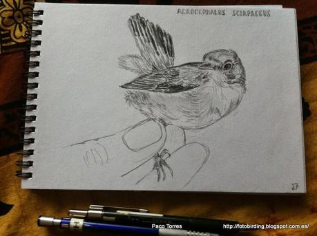 ACRSCI: Acrocephalus scirpaceus.