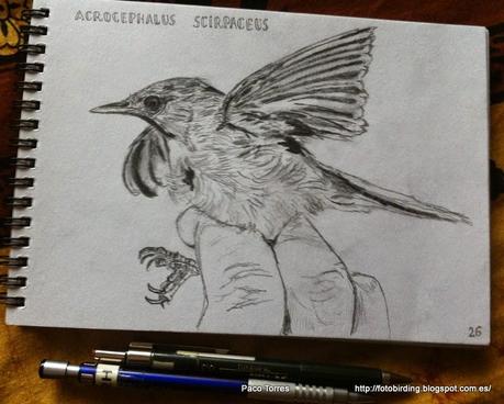 ACRSCI: Acrocephalus scirpaceus.