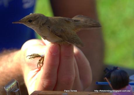 ACRSCI: Acrocephalus scirpaceus.