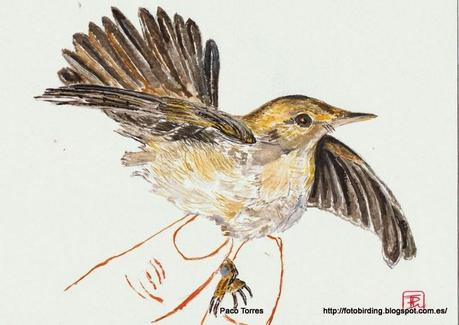 ACRSCI: Acrocephalus scirpaceus.