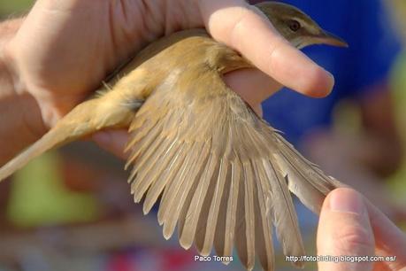 ACRARU : Acrocephalus arundinaceus.