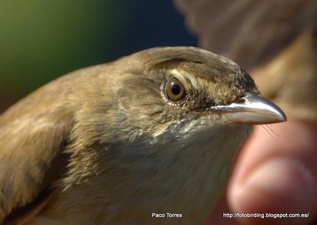 ACRARU : Acrocephalus arundinaceus.