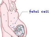 Microquimerismo fetal