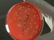 Cultivo tejidos animales