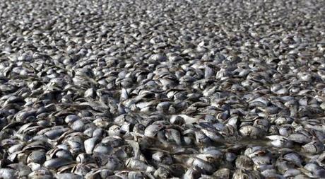 La contaminación de los ríos en China acaba con la biodiversidad