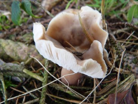 Guía de hongos o setas + Amanita Muscaria