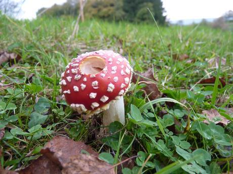 Guía de hongos o setas + Amanita Muscaria