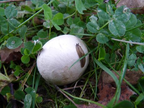 Guía de hongos o setas + Amanita Muscaria