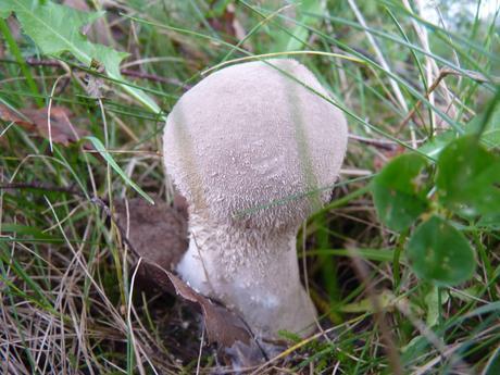 Guía de hongos o setas + Amanita Muscaria