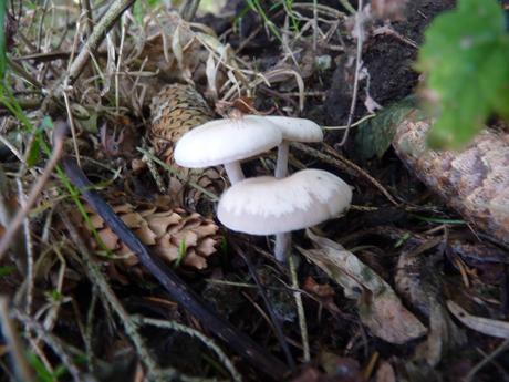 Guía de hongos o setas + Amanita Muscaria