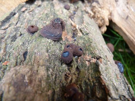 Guía de hongos o setas + Amanita Muscaria