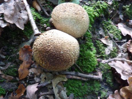 Guía de hongos o setas + Amanita Muscaria