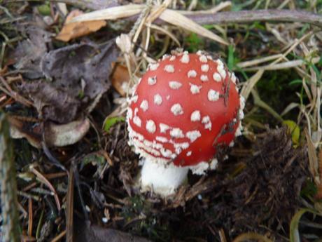 Guía de hongos o setas + Amanita Muscaria