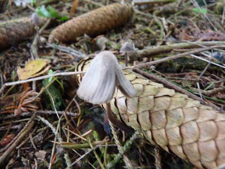 Guía de hongos o setas + Amanita Muscaria