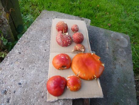 Guía de hongos o setas + Amanita Muscaria