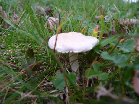 Guía de hongos o setas + Amanita Muscaria