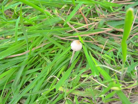 Guía de hongos o setas + Amanita Muscaria