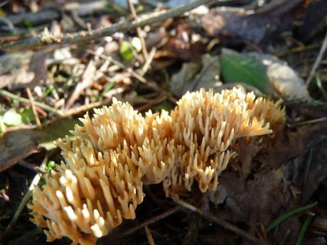 Guía de hongos o setas + Amanita Muscaria