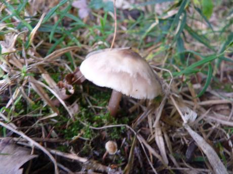 Guía de hongos o setas + Amanita Muscaria