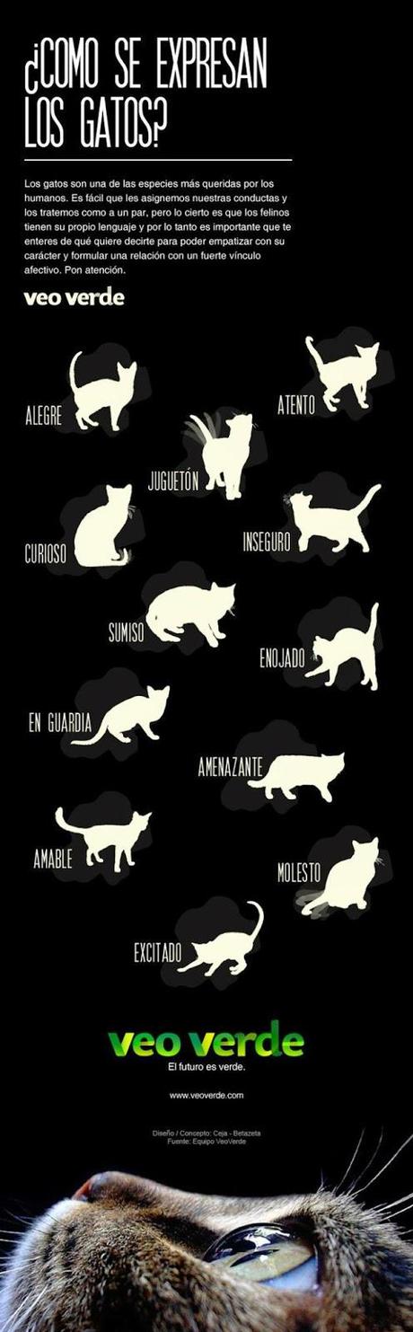 Cómo se expresan los gatos #Infografía #Gatos #Mascotas