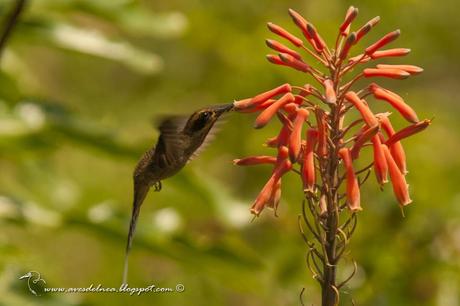 Ermitaño escamado (Scale-throated-Hermit) Phaetornis eurynome