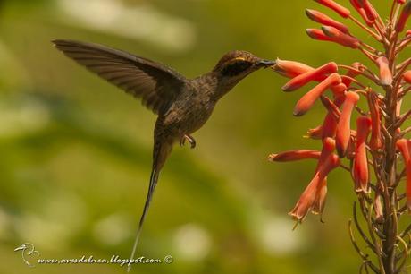 Ermitaño escamado (Scale-throated-Hermit) Phaetornis eurynome