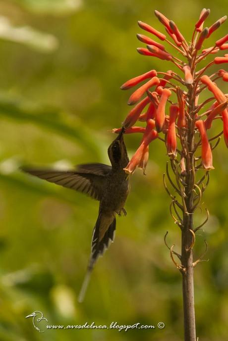 Ermitaño escamado (Scale-throated-Hermit) Phaetornis eurynome