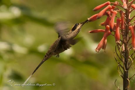 Ermitaño escamado (Scale-throated-Hermit) Phaetornis eurynome