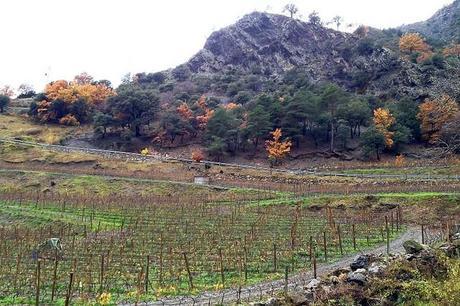 Viñedo de Celler Mas Berenguer Andorra en otoño