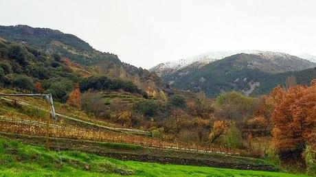 Viñedo de Casa Beal Andorra en otoño 2