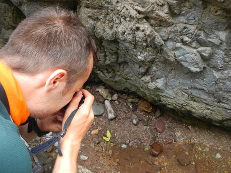 Sapo común. Tizi Oussem, alto Atlas marroquí