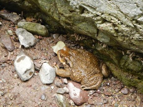 Sapo común. Tizi Oussem, alto Atlas marroquí
