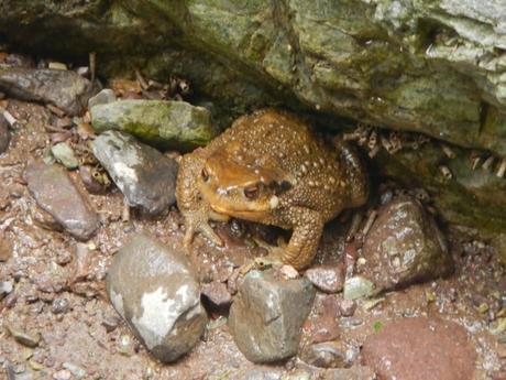 Sapo común. Tizi Oussem, alto Atlas marroquí